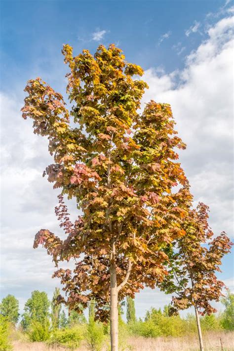 mature debora|Acer platanoides 'Deborah' .